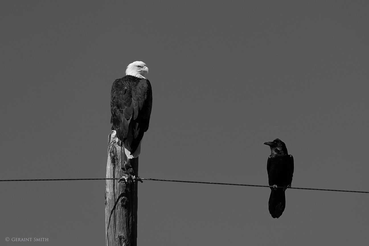 Bald Eagle and a Raven