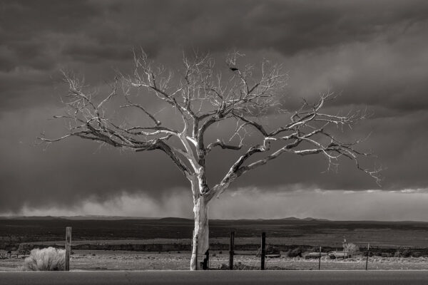 Lone Tree, Taos Overlook