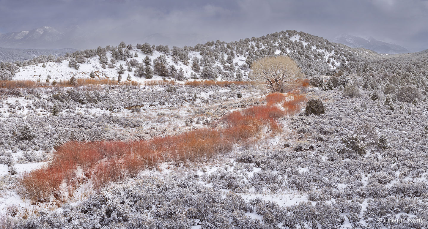Red Willows and Cottonwood, Arroyo Hondo, NM
