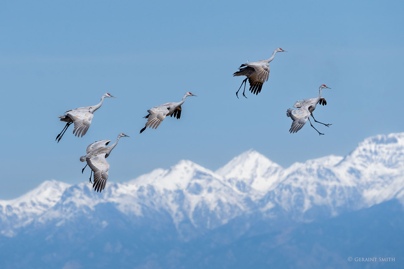 Sandhill Cranes, Monte Vista NWR, Colorado