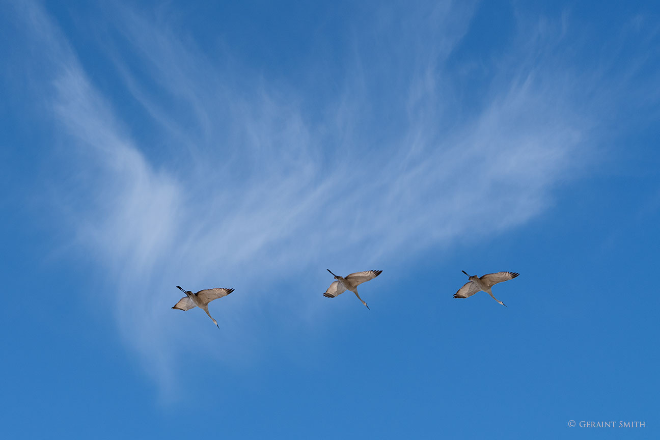 Sandhill Cranes, Monte Vista NWR