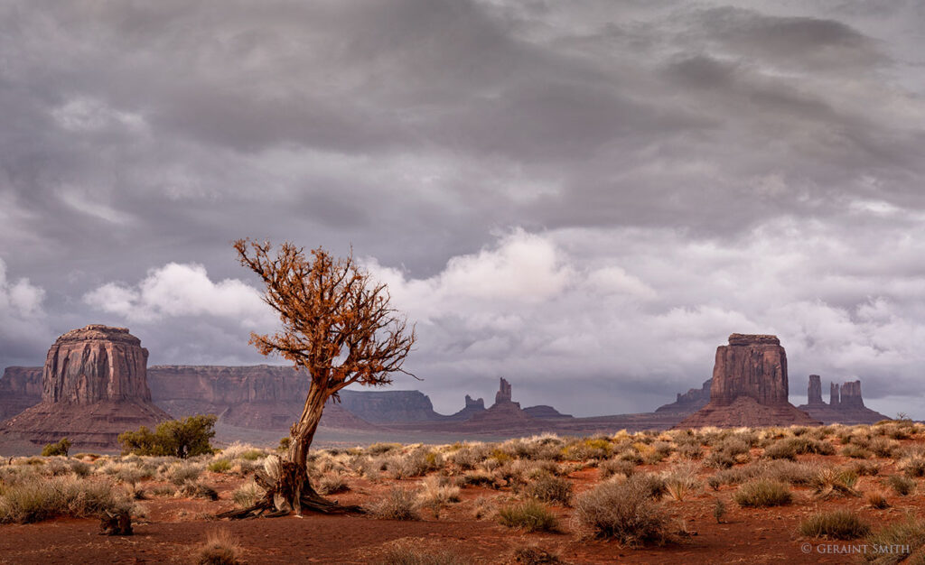 Tree with a view in Monument Valley