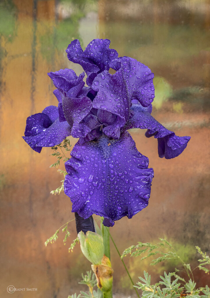Bearded Iris with raindrops San Cristobal