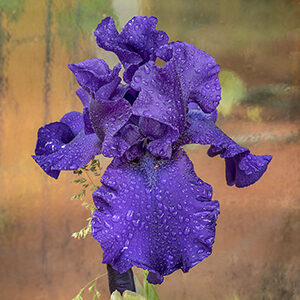 Photo of the week, Bearded Iris with raindrops San Cristobal