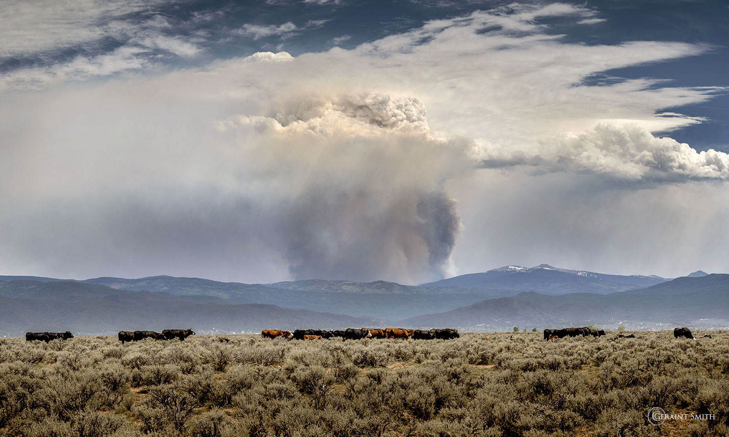 Cattle in the Taos Valley with the Calf Canyon, Hermits Peak Fire