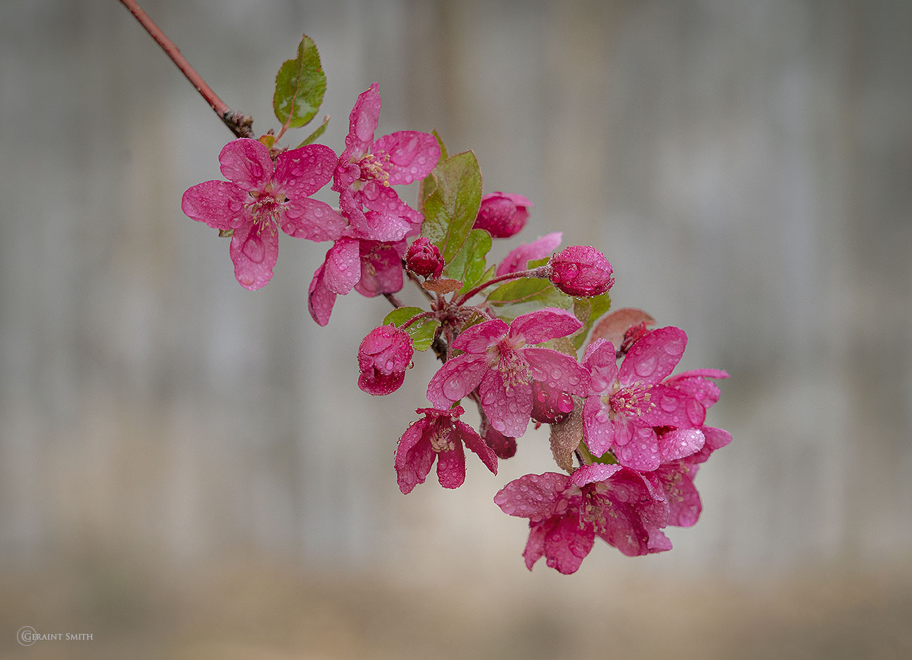 Crab apple Blossoms with raindrops