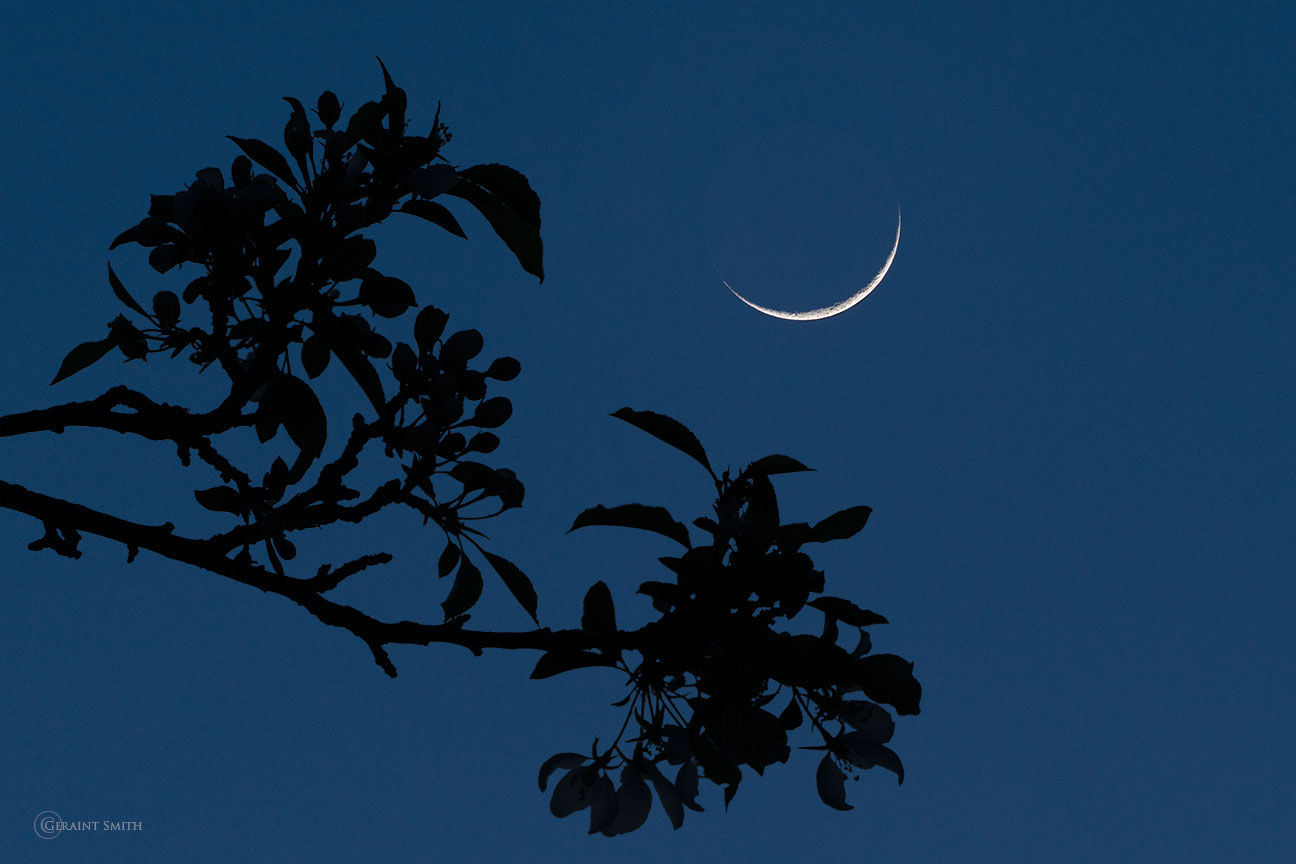 Waxing Crescent moon with blossoms