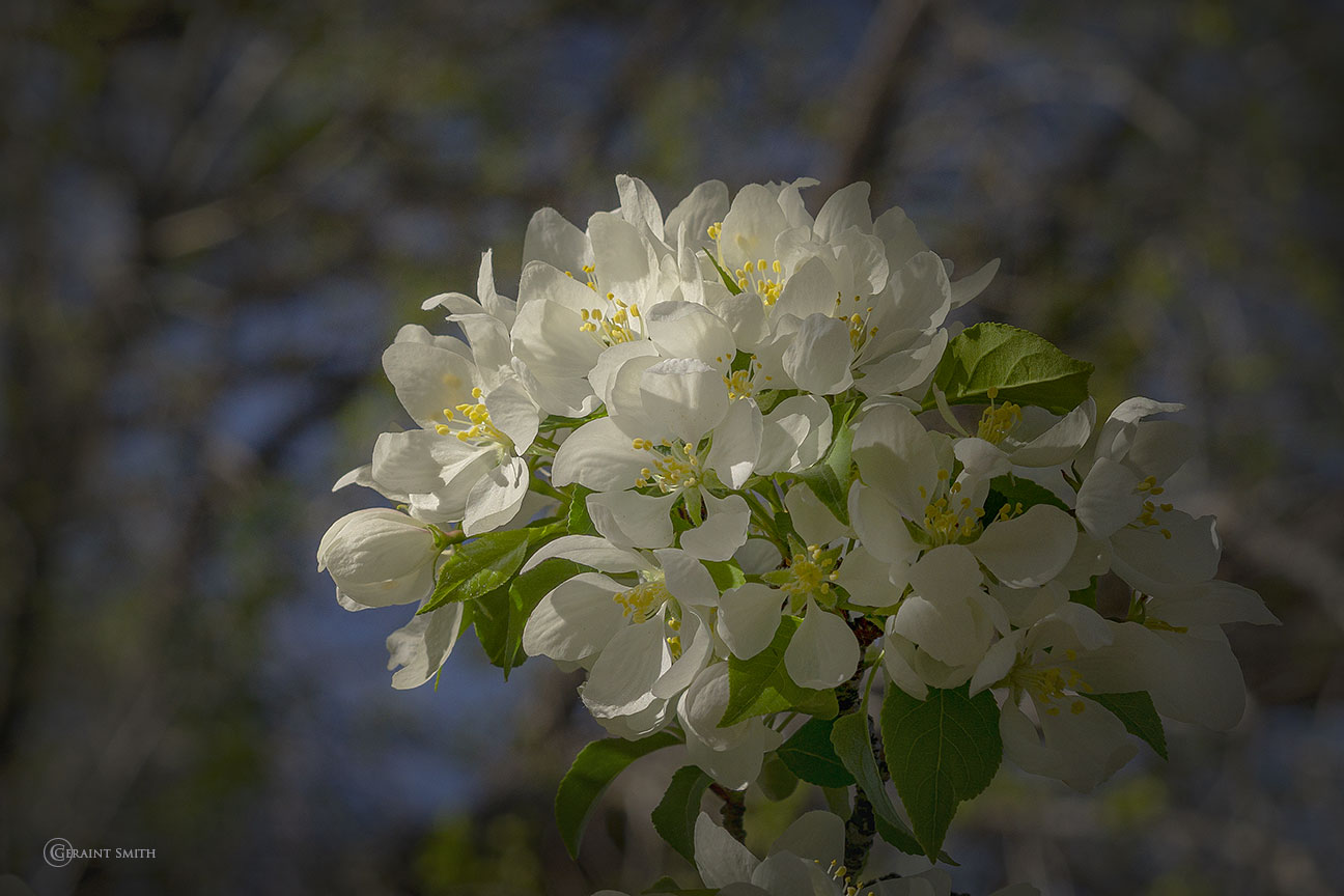 White ornate spring blossoms