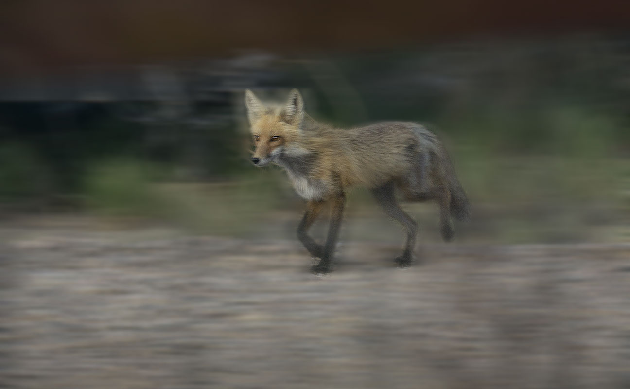Fox, San Cristobal