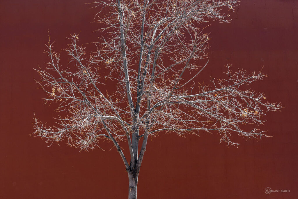 Tree with red wall Santa Fe