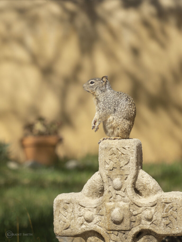 Squirrel on a stone cross