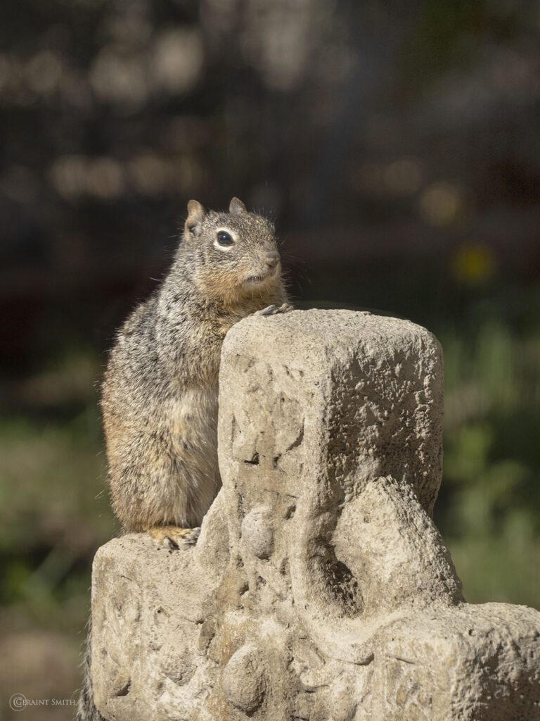 Squirrel on a stone cross, San Cristobal, NM
