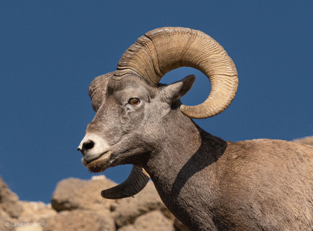 Close up Bighorn sheep Ram, Rio Grande Gorge, on a photography workshop in northern New Mexico.