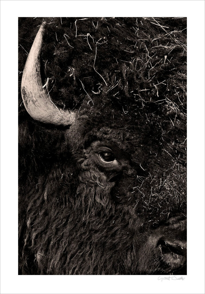 Fine art print Buffalo Eye