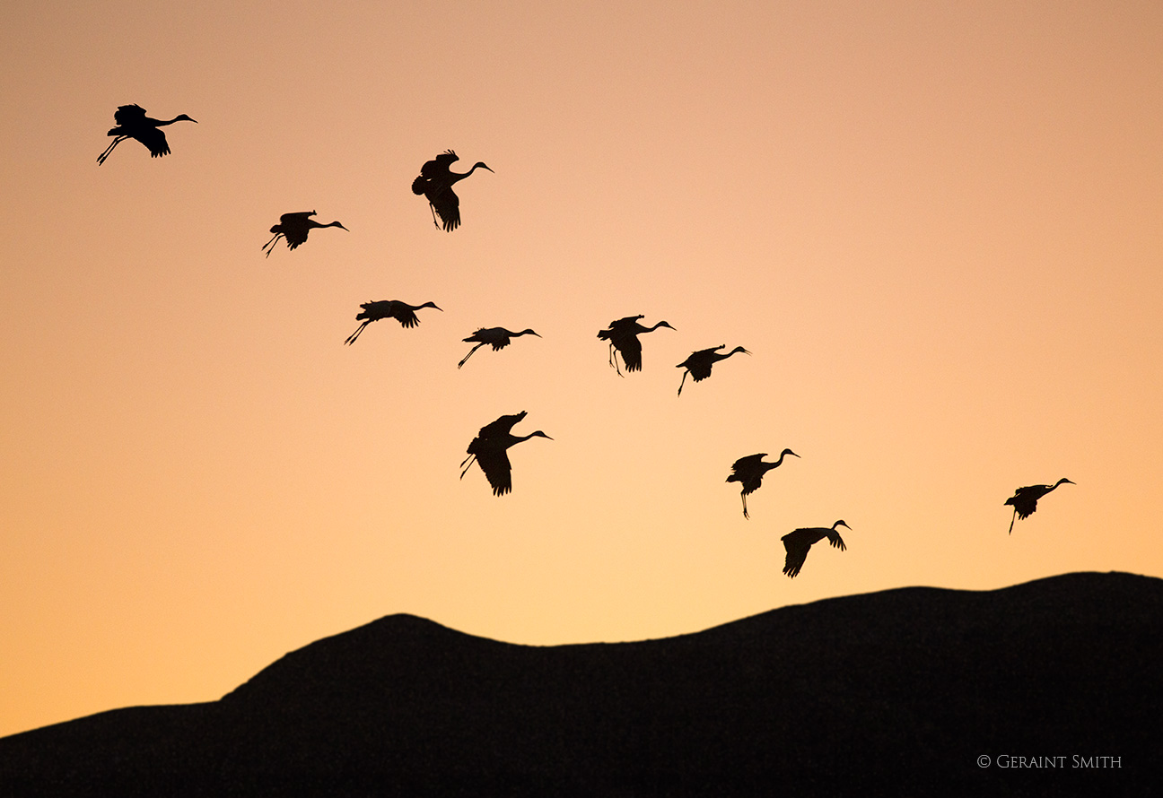 Sandhill Cranes, Bosque del Apache, evening fly in!