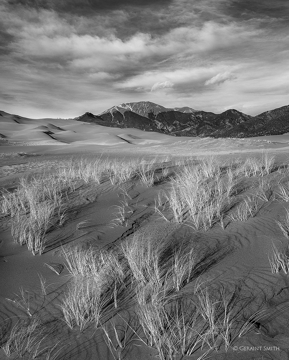 Dune Grass, Great sand dunes national park