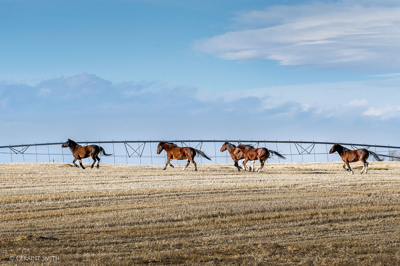 Wild Horses running, San Luis Valley