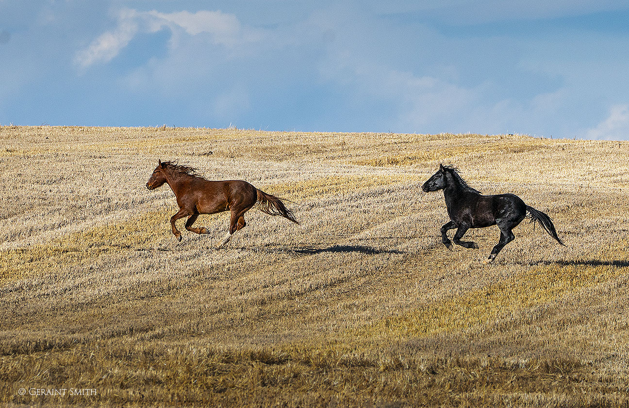 Wild Horses running through fields in Colorado