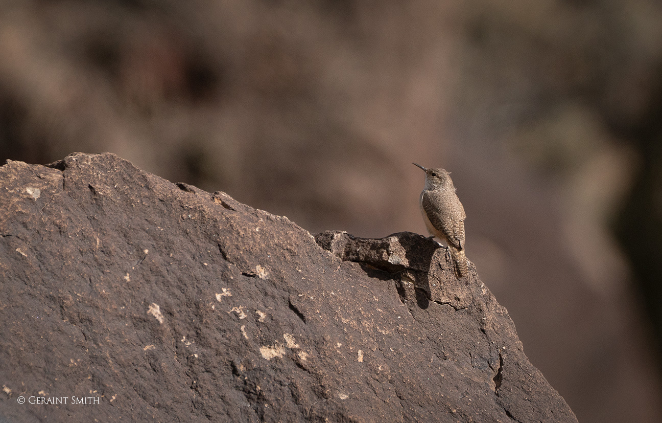 Rock Wren, Rio Grande Gorge