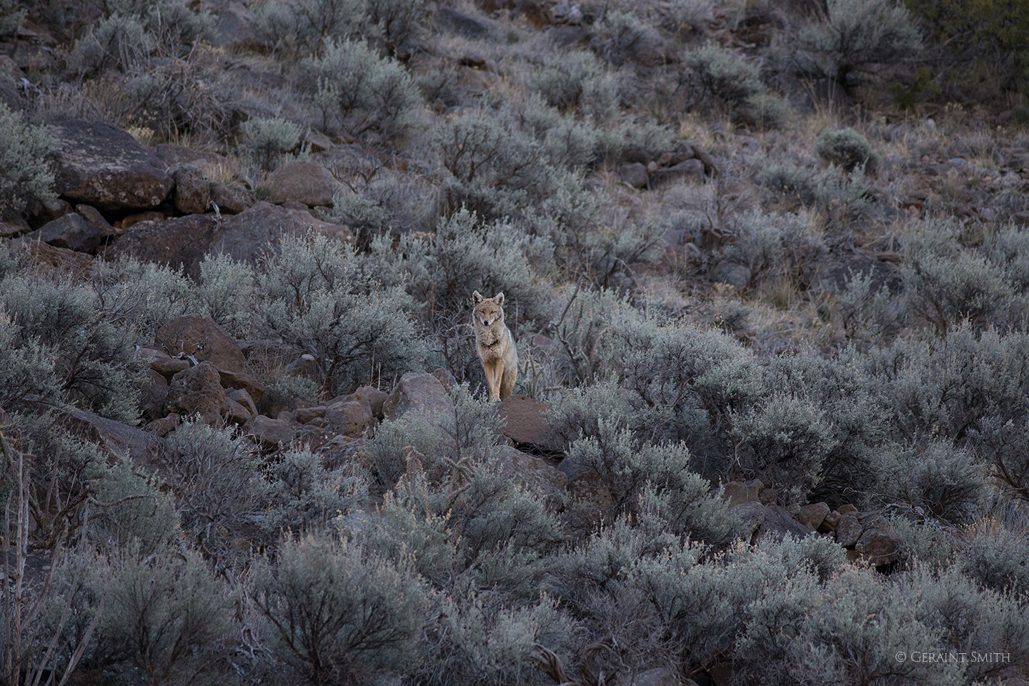 Coyote watches, Orilla Verde, NM