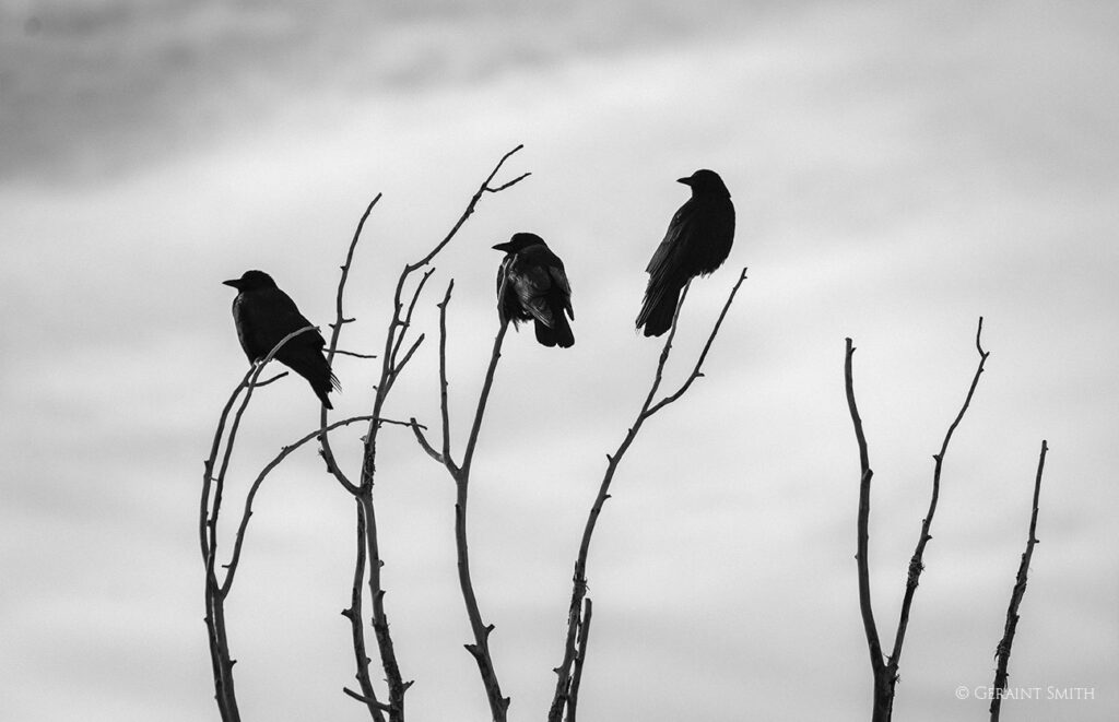 American crows cottonwood tree