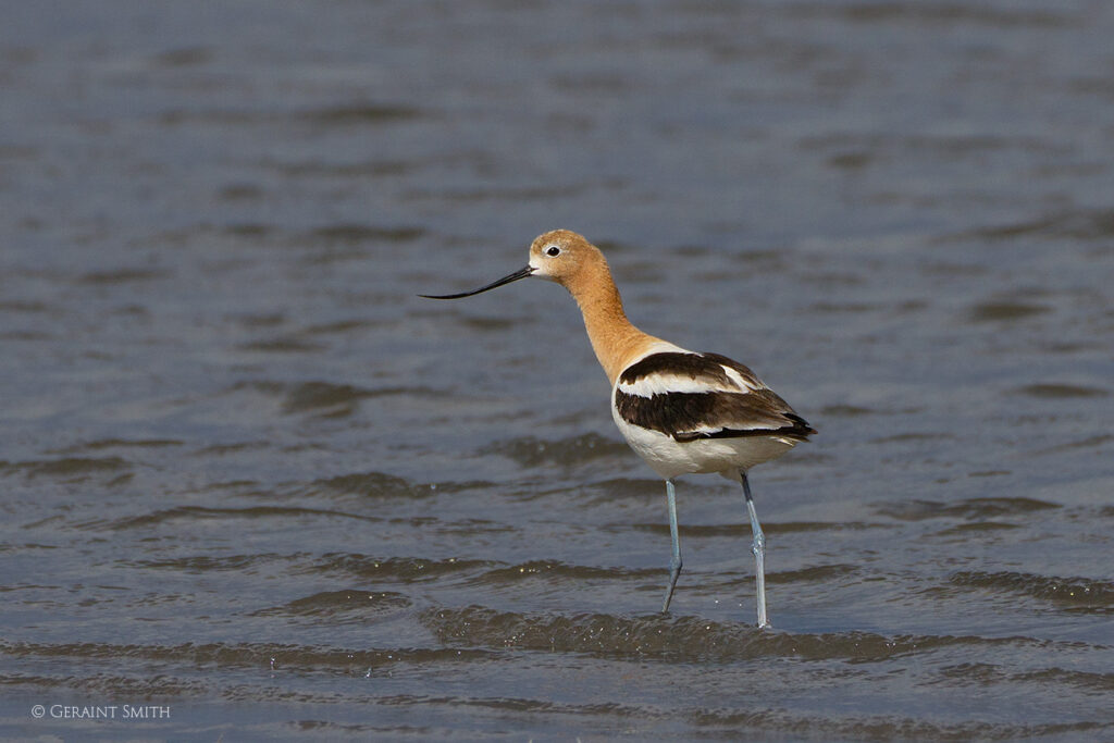American Avocet