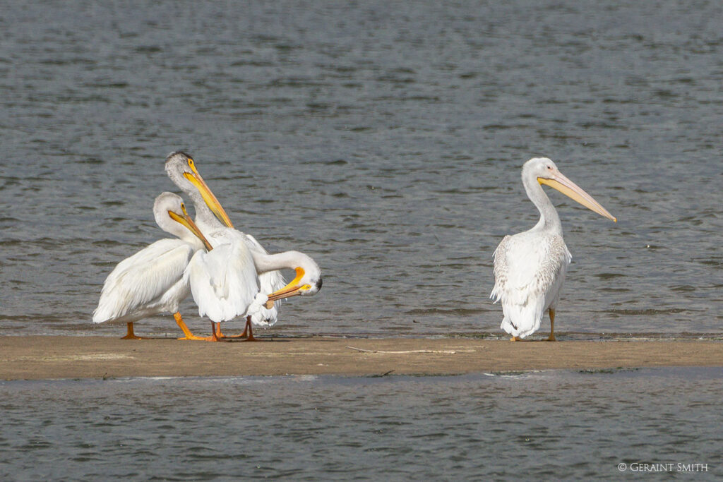 American White Pelicans
