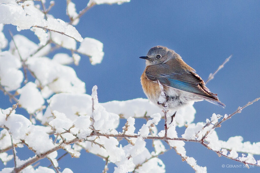 Mountain Bluebird, a little bird that frequents our valley
