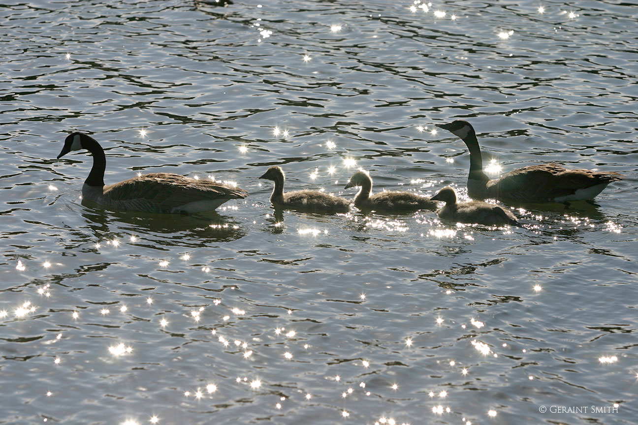 Canada Geese and young