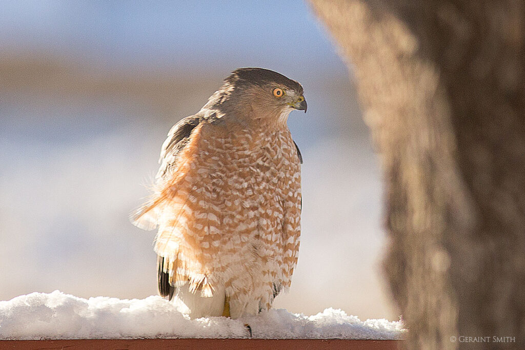Cooper's Hawk