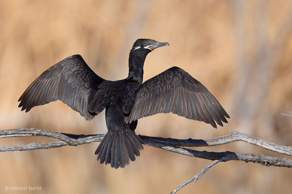 Cormorant