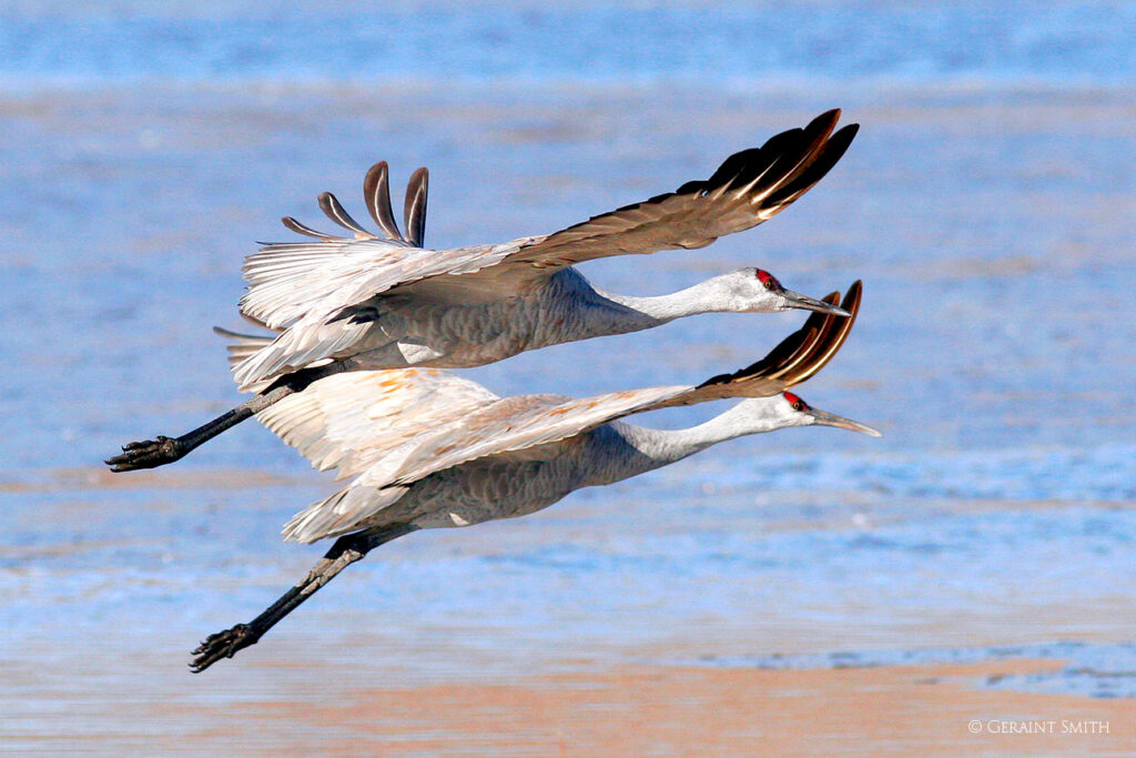 Sandhill Cranes big birds in flight