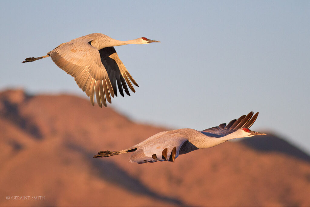 Sandhill Cranes big birds in flight