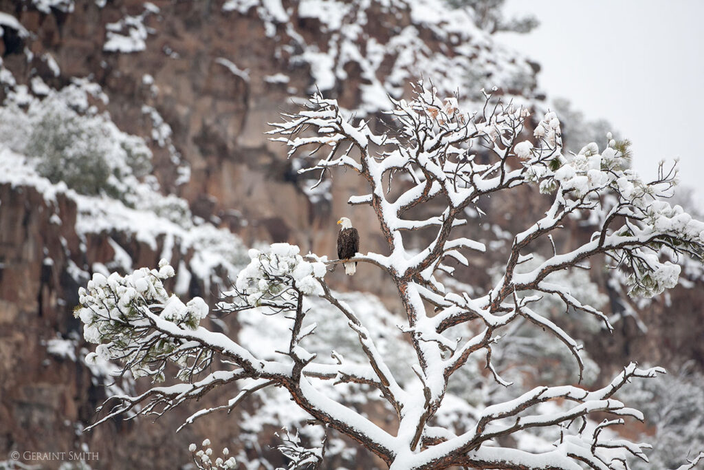 Bald Eagle roost