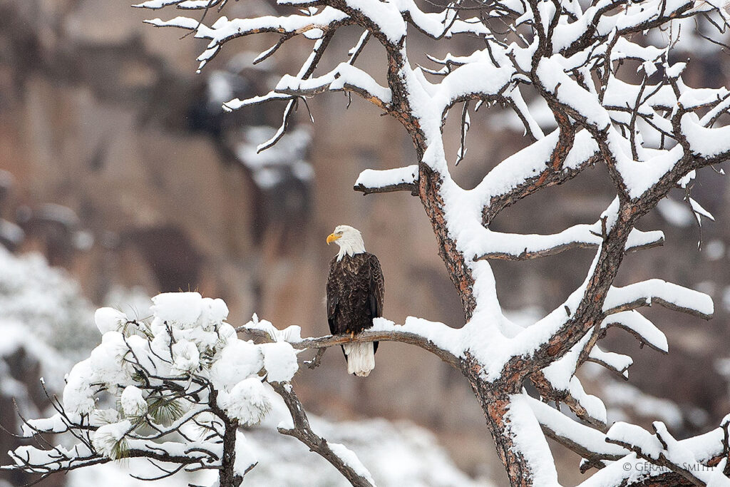 Bald Eagle roost close up