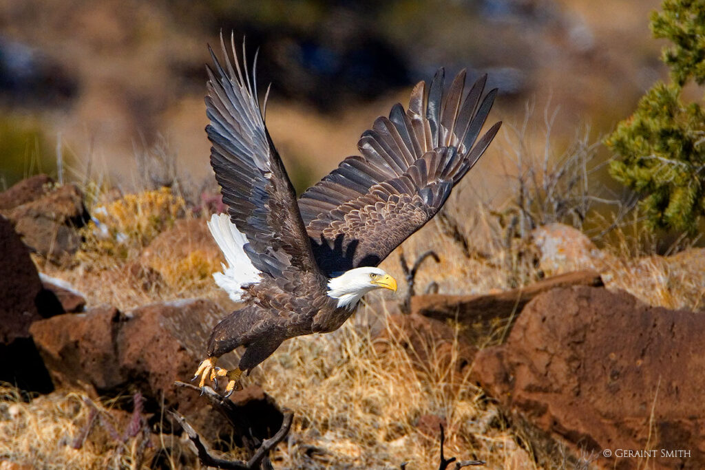 Bald Eagle lift off