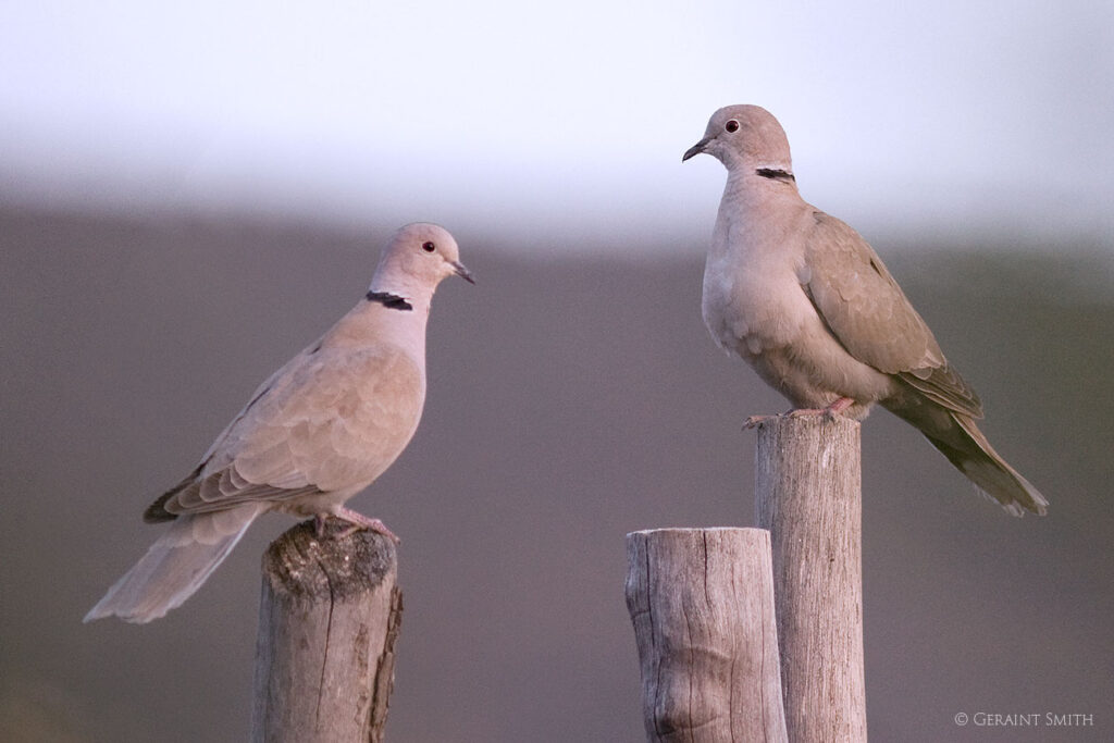 Eurasian Collared Doves