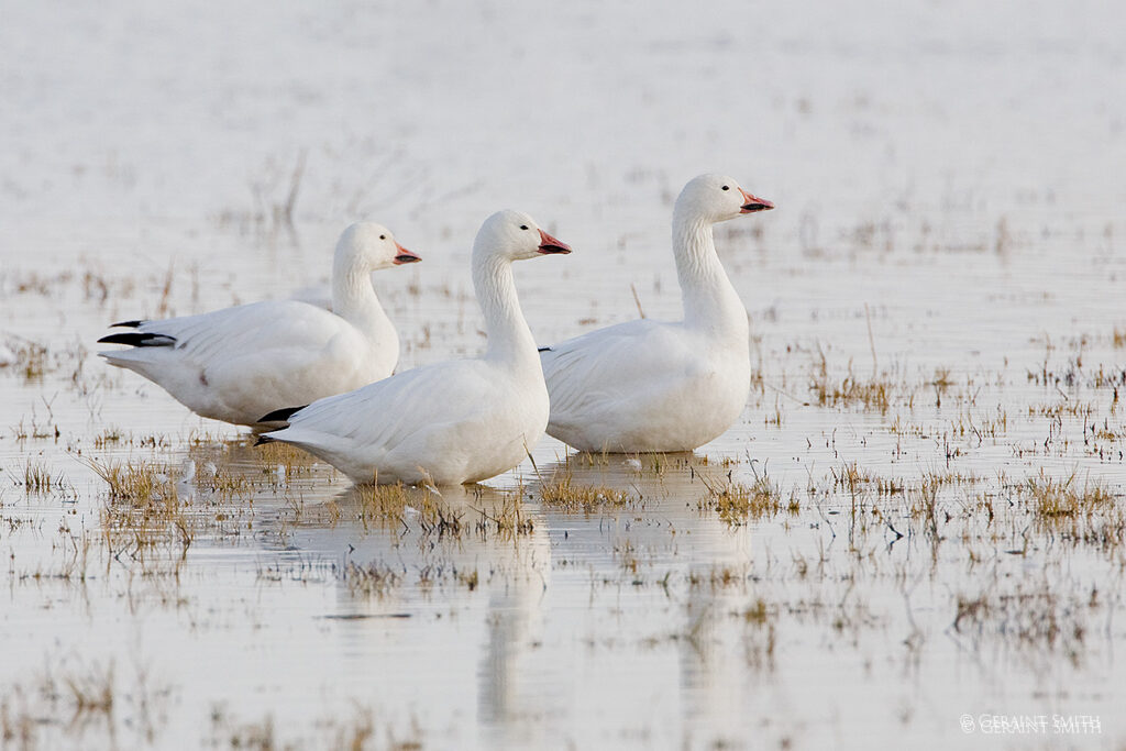 Snow Geese