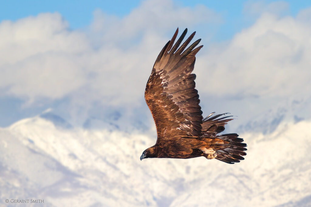Golden Eagle