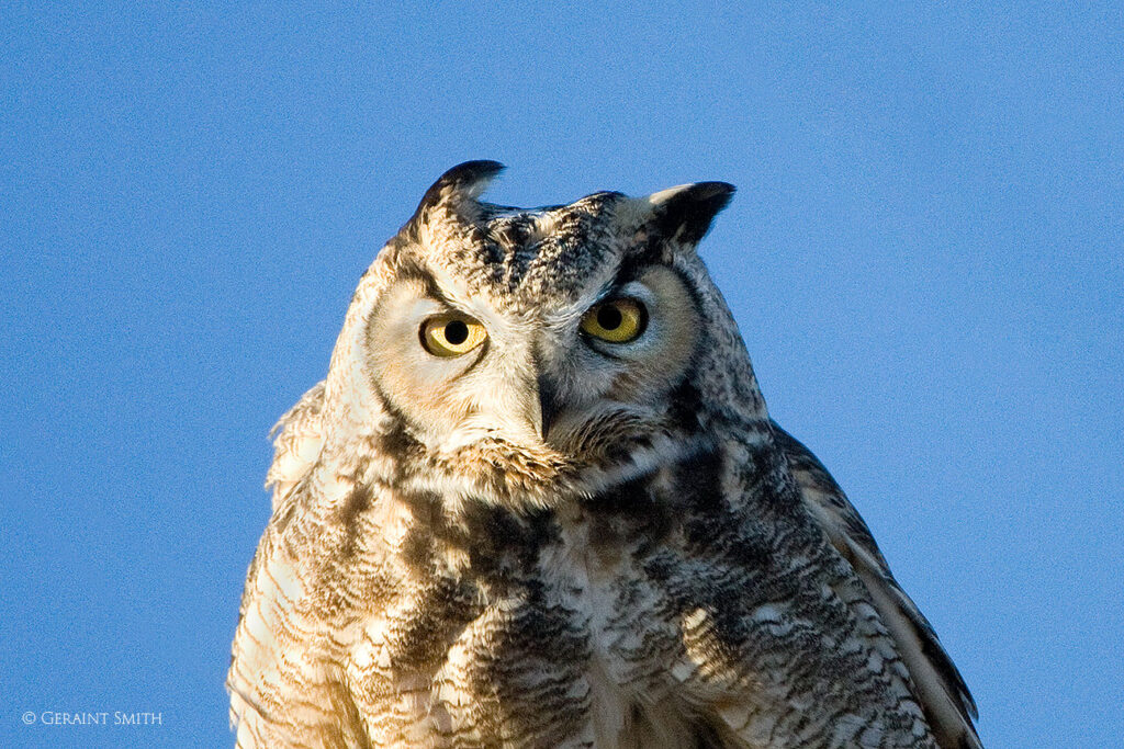 Great-horned Owl