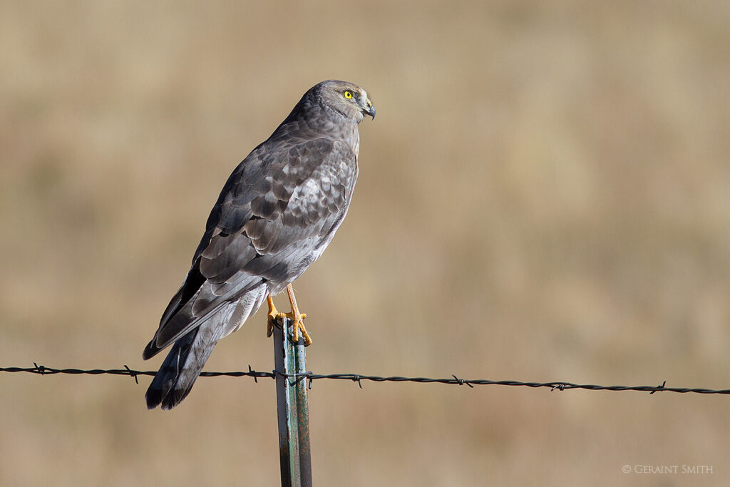 Male Northern Harrier