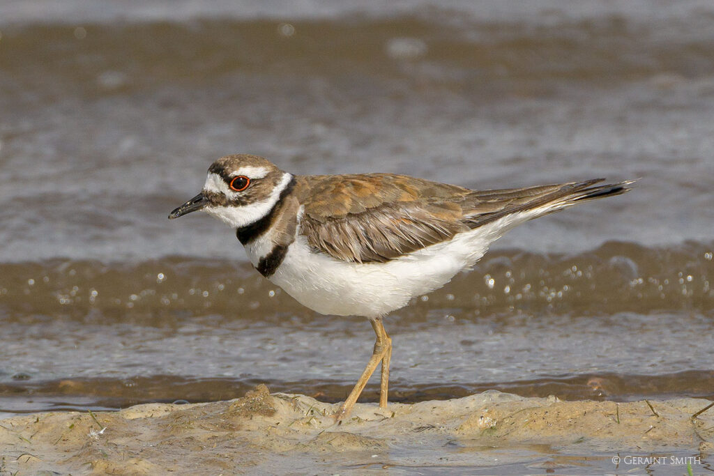 Killdeer