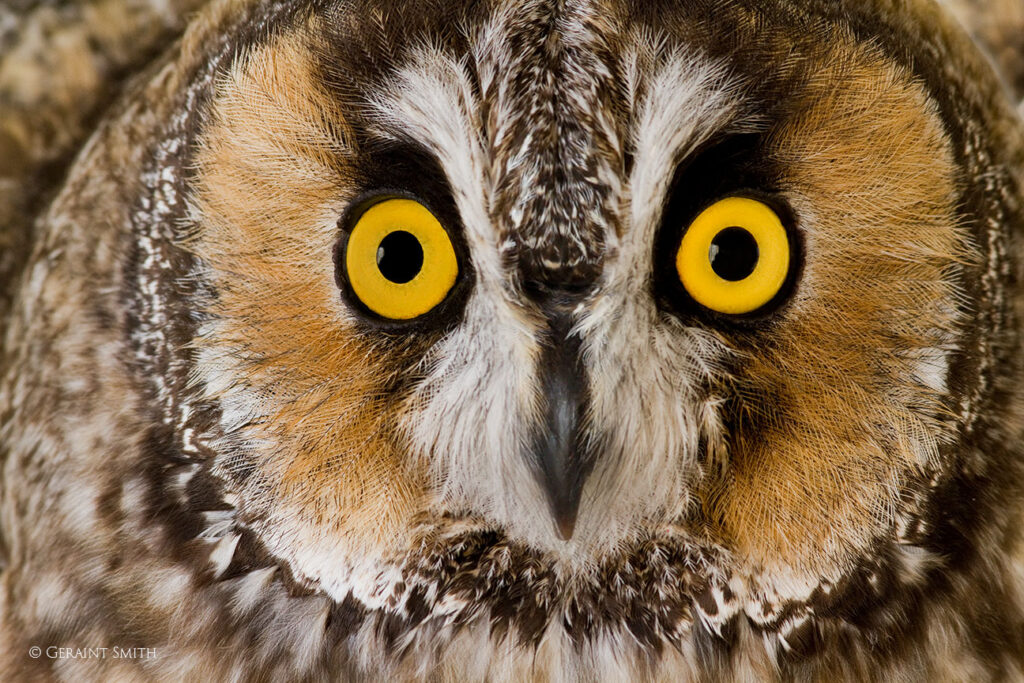 Long-eared Owl