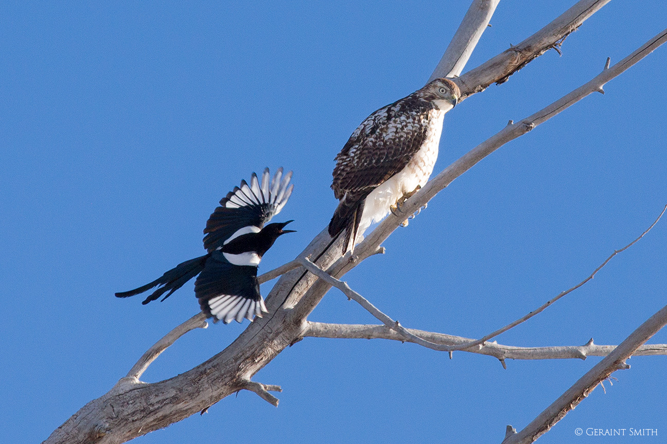 Magpie attacks Red-tailed Hawk