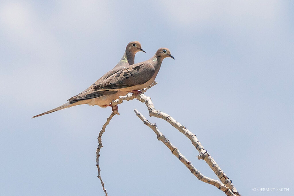 Mourning Doves