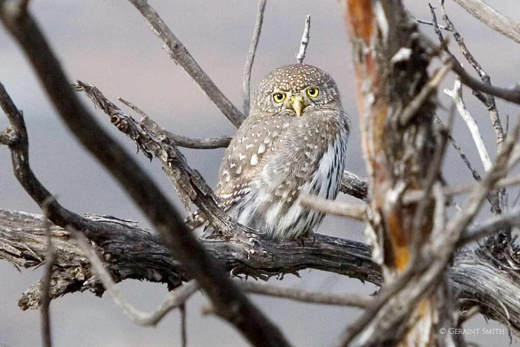 Northern Pygmy Owl one of the little birds