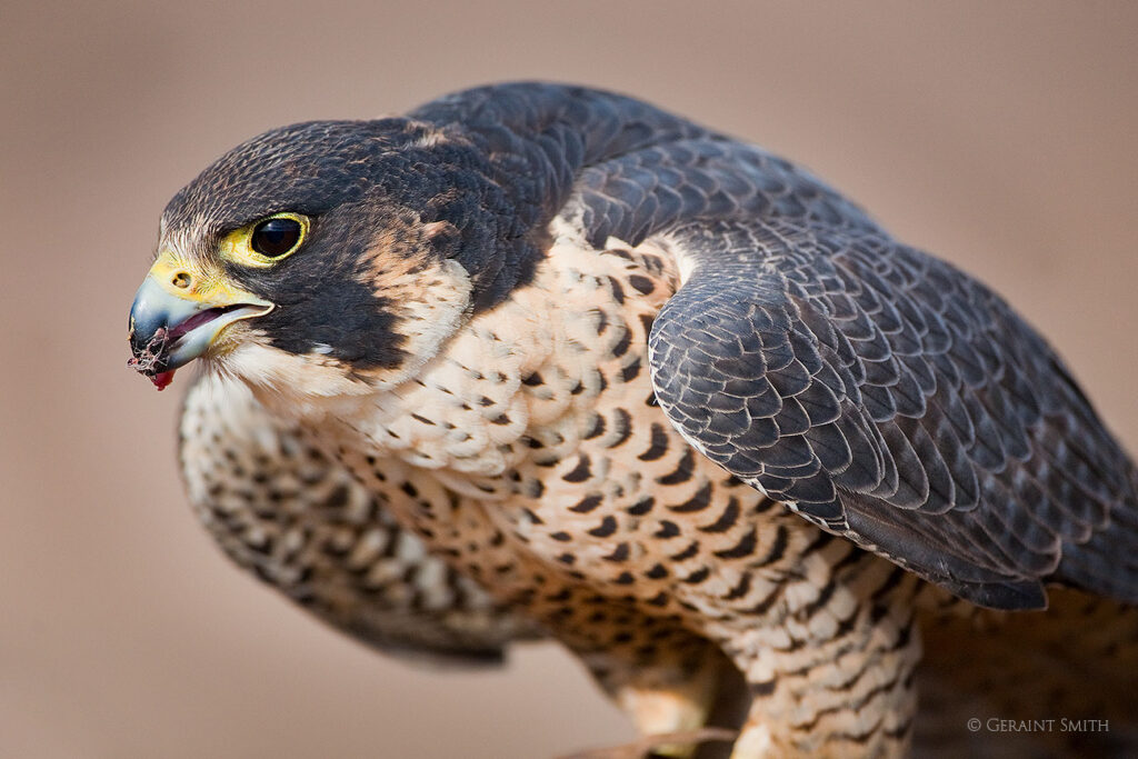 Peregrine Falcon