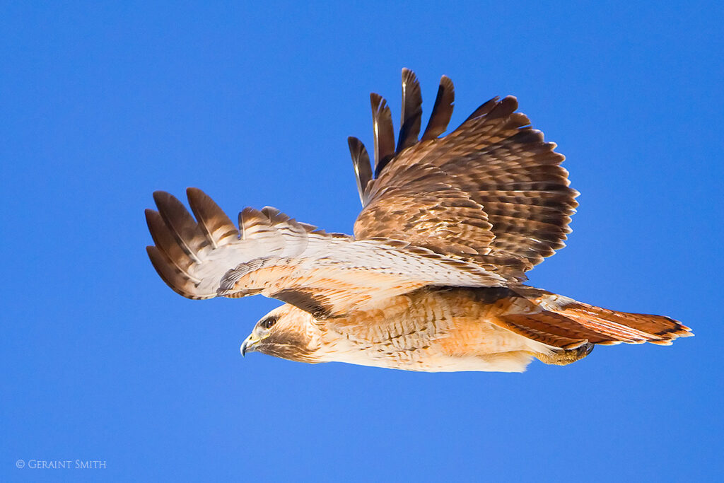 Red-tailed Hawk in flight