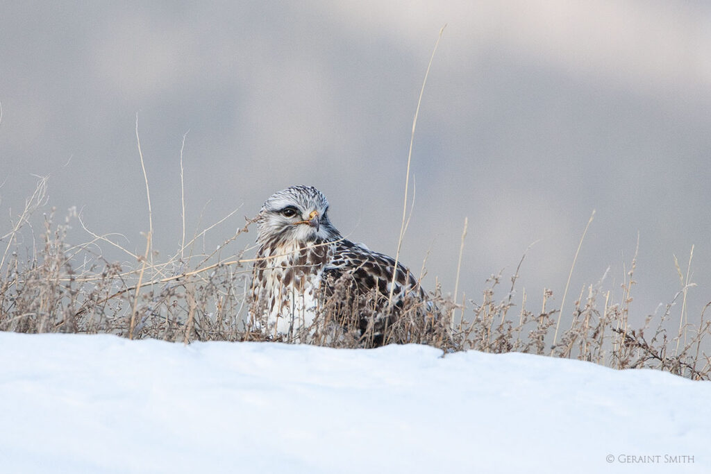 Rough-legged Hawk