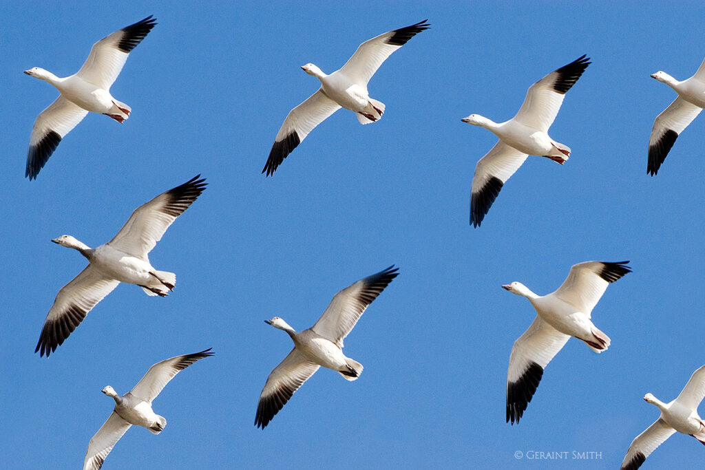 Snow Geese